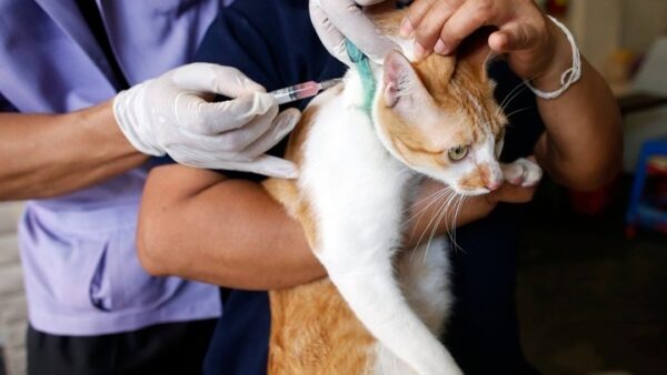 Ρώσοι επιστήμονες δημιουργούν εμβόλιο για την αλλεργία στις γάτες