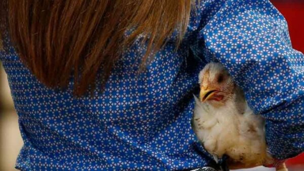 Ζούμε στην «Εποχή του Κοτόπουλου» σύμφωνα με τους επιστήμονες