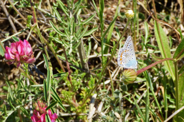 Δύο φοιτήτριες του ΑΠΘ μελέτησαν τις πεταλούδες και ιδού το αποτέλεσμα