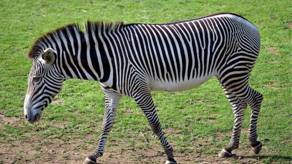 Γιατί η ζέβρα έχει ραβδώσεις;