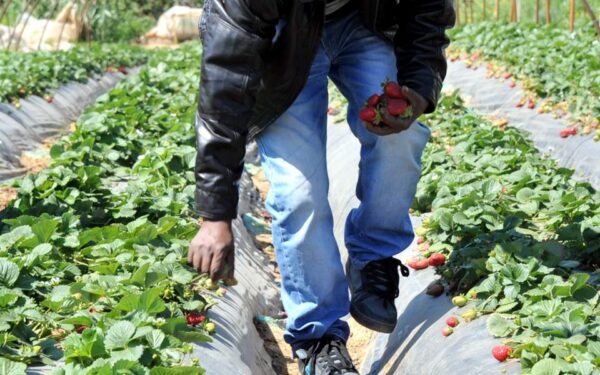 Η «Μανωλάδα» είναι ακόμα εδώ: Καταναγκαστική και αδήλωτη εργασία σε άθλιες συνθήκες