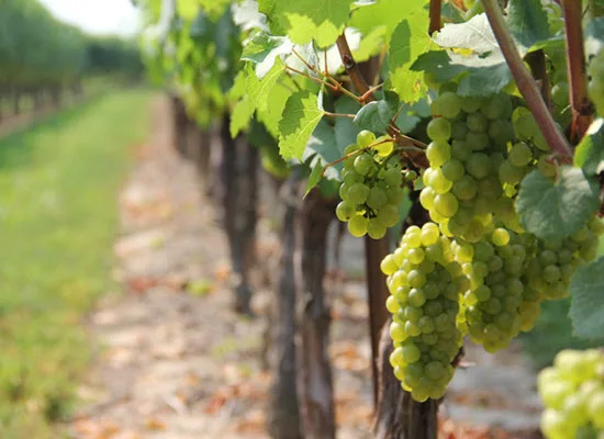 «Οι δρόμοι των Αμπελώνων»: Μία εμβληματική πρωτοβουλία του τομέα Έρευνας και Καινοτομίας του ΥΠΠΕΘ στον Αμπελοοινικό Τομέα