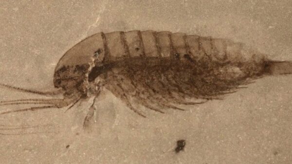 Ανακαλύφθηκαν στην Κίνα απολιθώματα ζώων που ζούσαν στη Γη πριν από 500 εκατ. χρόνια