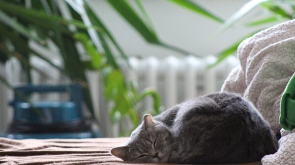 Τι συμβουλεύουν οι ερευνητές για τις οικόσιτες γάτες