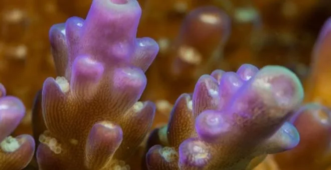 Βρέθηκε οργανισμός που παράγει χλωροφύλλη