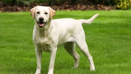 Προσέλαβαν λαμπραντόρ σε πανεπιστήμιο για την αντιμετώπιση του στρες