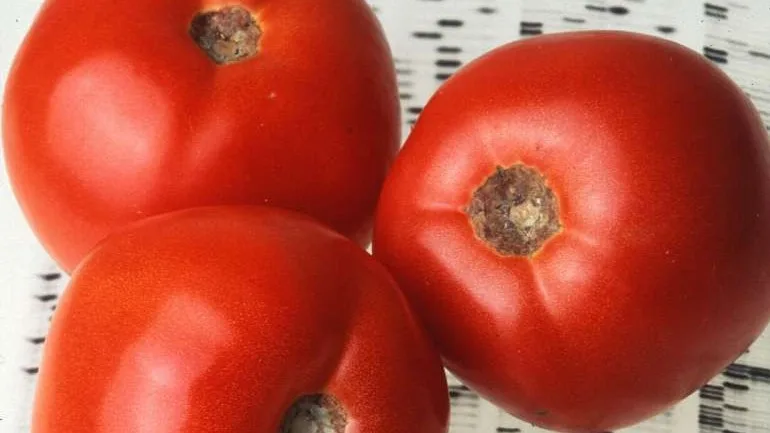 Το πρώτο παν-γονιδίωμα της ντομάτας δημιουργεί ελπίδες για τη βελτίωση της γεύσης της