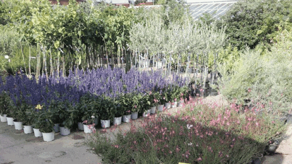 Ένας πολύχρωμος κήπος γεμάτος αρώματα το Εμπορικό Φυτώριο του Γεωπονικού Πανεπιστημίου