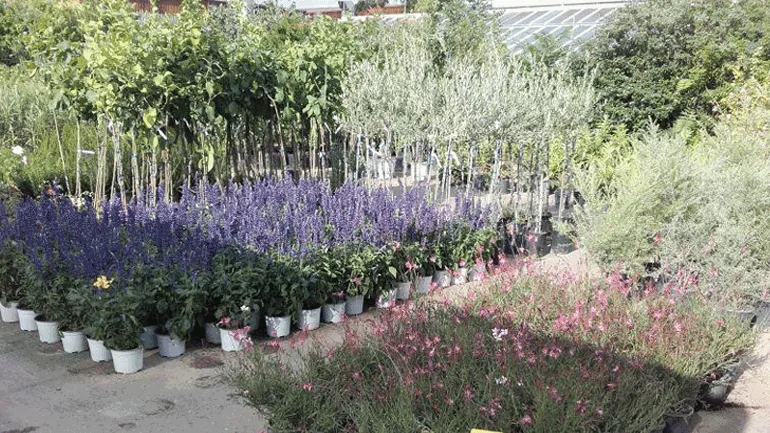 Ένας πολύχρωμος κήπος γεμάτος αρώματα το Εμπορικό Φυτώριο του Γεωπονικού Πανεπιστημίου