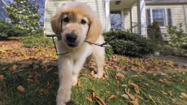 Επιστήμονες βρήκαν το κόλπο που κάνουν τα σκυλιά για να κερδίσουν την συμπάθειά μας