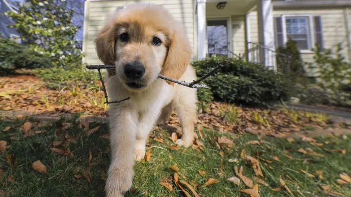 Επιστήμονες βρήκαν το κόλπο που κάνουν τα σκυλιά για να κερδίσουν την συμπάθειά μας