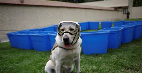 Συνταξιοδοτείται η Φρίντα, το διάσημο λαμπραντόρ διασώστης