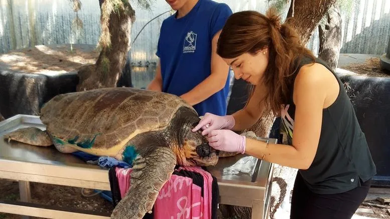 Η ηρωίδα των θαλάσσιων χελωνών!