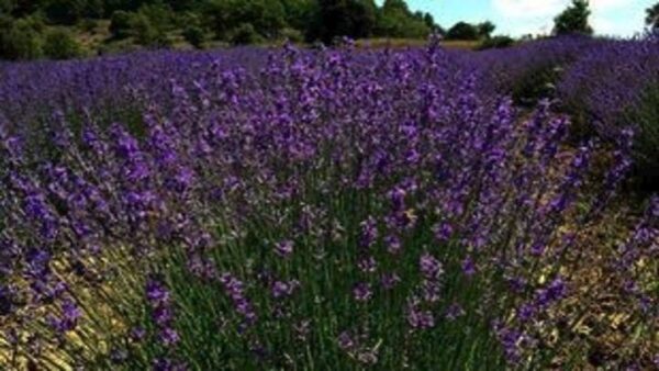 Λεβάντα: Μια καλλιέργεια που κερδίζει συνεχώς έδαφος στην Ελλάδα