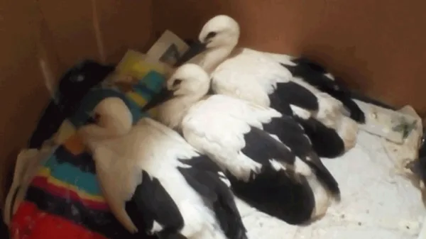 Μια κιβωτός τραυματισμένων ζώων στο Καλοχώρι