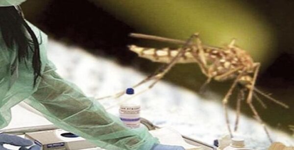 Ιατρικός Σύλλογος: Ανησυχία για νέα κρούσματα του ιού του Δυτικού Νείλου στην Ελλάδα