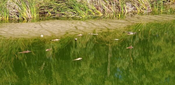 Δήμος Ιλίου: Προσφεύγει στον Εισαγγελέα Περιβάλλοντος για την κατάσταση στο Πάρκο Τρίτση