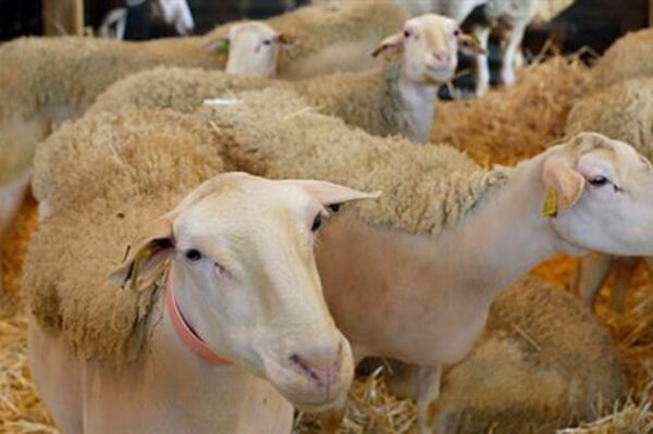 Μεταλλαγμένα πρόβατα ανατράφηκαν σε εργαστήριο για την καταπολέμηση της νόσου Μπάτεν