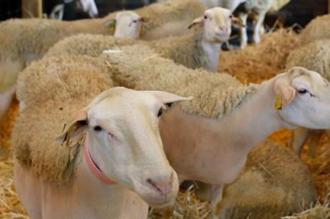 Μεταλλαγμένα πρόβατα ανατράφηκαν σε εργαστήριο για την καταπολέμηση της νόσου Μπάτεν
