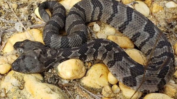 Ανακαλύφθηκε σπάνιο φίδι με δύο κεφάλια