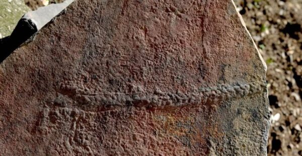 Εντοπίστηκε απολίθωμα ζώου που σερνόταν πριν 550 εκατομ. χρόνια στο βυθό