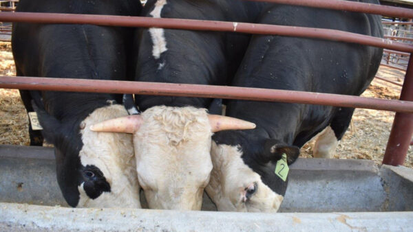 Γενετικά τροποποιημένοι ταύροι χωρίς κέρατα δημιουργήθηκαν στις ΗΠΑ