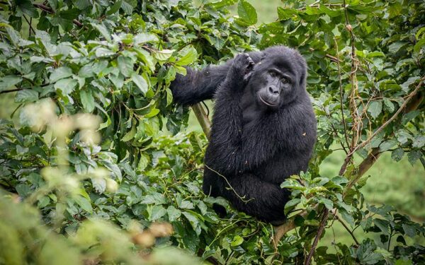 Θανατηφόρο παράσιτο πέρασε πριν χιλιάδες χρόνια από τους γορίλες στους ανθρώπους