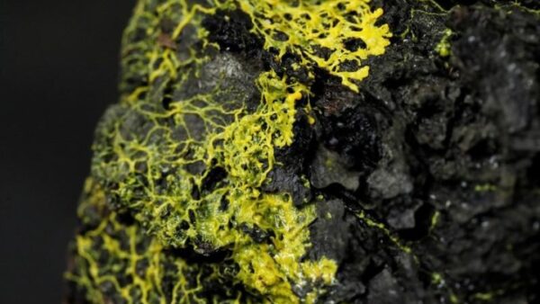 «Βlob»: O μυστηριώδης οργανισμός που μοιάζει με μύκητα αλλά συμπεριφέρεται σαν ζώο