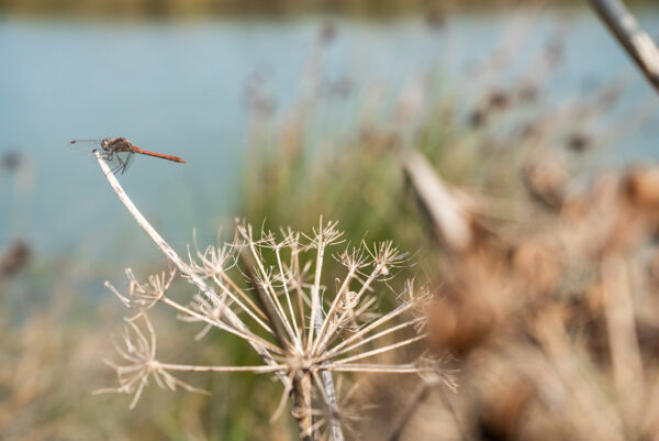 Έως και δύο μέτρα η άνοδος της στάθμης της θάλασσας στη Μεσόγειο, μέχρι το τέλος του αιώνα