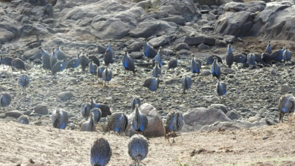 Γερμανία: Την πρώτη πολύπλοκη κοινωνία πουλιών ανακάλυψε Ελληνίδα ζωολόγος