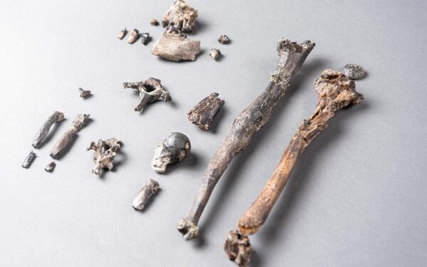 Οστά πιθήκου που βρέθηκαν στη Γερμανία ανατρέπουν ενδεχομένως όσα γνωρίζαμε για την ανθρώπινη εξέλιξη