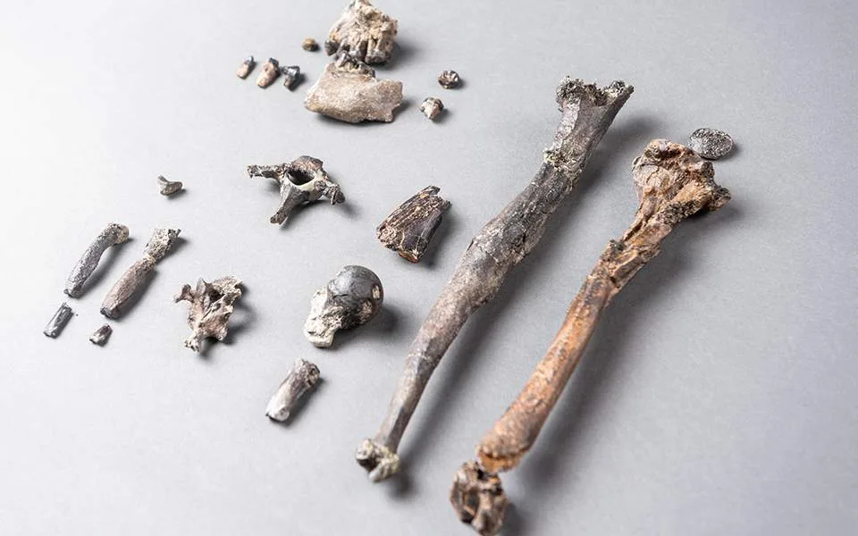 Οστά πιθήκου που βρέθηκαν στη Γερμανία ανατρέπουν ενδεχομένως όσα γνωρίζαμε για την ανθρώπινη εξέλιξη