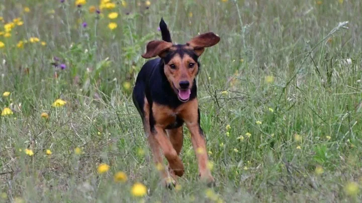 Σκύλοι θα βοηθήσουν την ομαλή συνύπαρξη ανθρώπου-αρκούδας