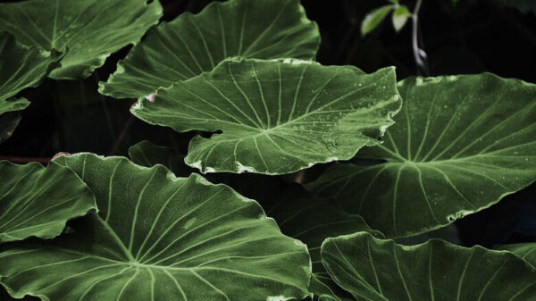 Τεχνητό φύλλο «φωτοσυνθέτει» μετατρέποντας το διοξείδιο του άνθρακα σε εναλλακτικό καύσιμο