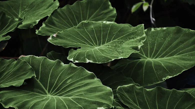 Τεχνητό φύλλο «φωτοσυνθέτει» μετατρέποντας το διοξείδιο του άνθρακα σε εναλλακτικό καύσιμο