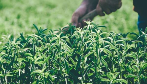 Ευοίωνες οι προοπτικές ανάπτυξης στην καλλιέργεια στέβιας