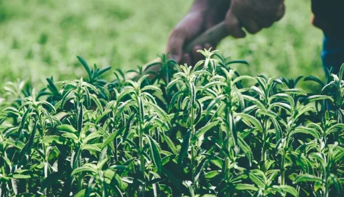 Ευοίωνες οι προοπτικές ανάπτυξης στην καλλιέργεια στέβιας