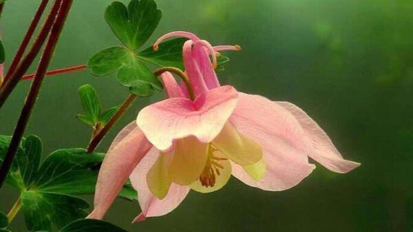 Μνημόνιο συνεργασίας μεταξύ ΠΔΜ και ΕΚΠΑ για τα αρωματικά φυτά