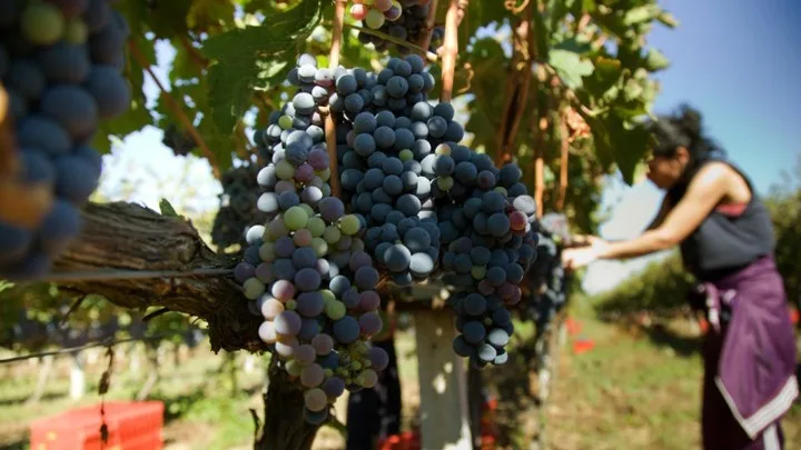 Απειλή για το κρασί η κλιματική αλλαγή