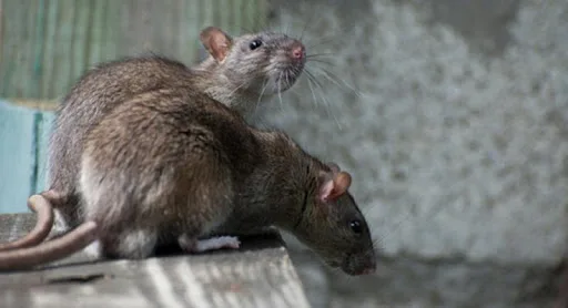 Πάτρα: Ποντίκια εμφανίστηκαν στο 56ο προνήπιο και νήπιο