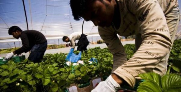 ΟΑΕΔ μεταναστών: Ενσωμάτωση χιλιάδων νόμιμων μεταναστών μέσω του αγροτικού τομέα