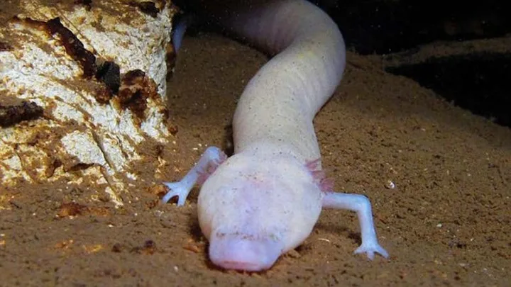 Ανακαλύφθηκε σαλαμάνδρα σπηλαίου που έμεινε ακίνητη στο ίδιο σημείο για επτά χρόνια