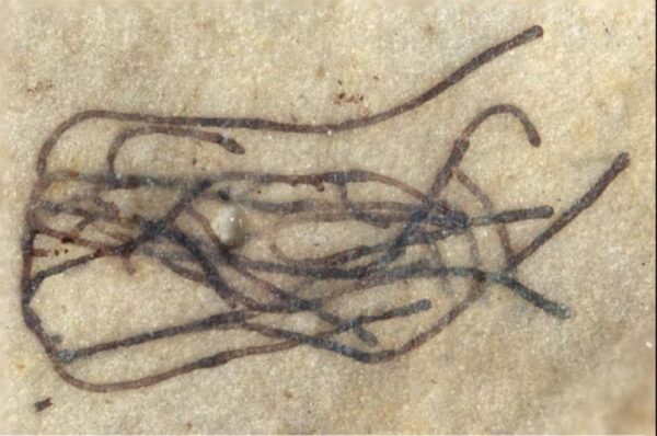 Φύκι ηλικίας ενός δισ. ετών το αρχαιότερο απολίθωμα πράσινου φυτού