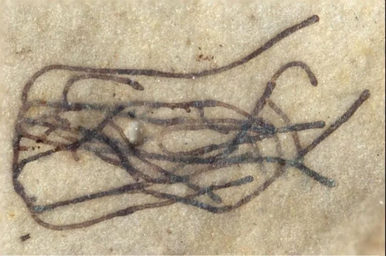 Φύκι ηλικίας ενός δισ. ετών το αρχαιότερο απολίθωμα πράσινου φυτού