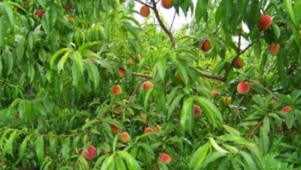 Η κλιματική αλλαγή «τρέφει» τα ζιζάνια απειλώντας τις καλλιέργειες