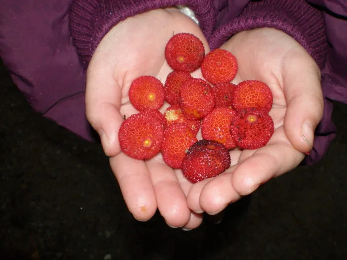 Τα ελληνικά super foods με μεγάλη αντιοξειδωτική δράση