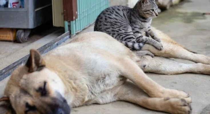 Ο δήμος Αθηναίων εκπαιδεύει αδέσποτα για υιοθεσία