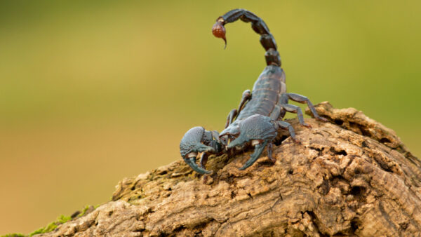 Το δηλητήριο του σκορπιού για θεραπεία της αρθρίτιδας και του καρκίνου του εγκεφάλου