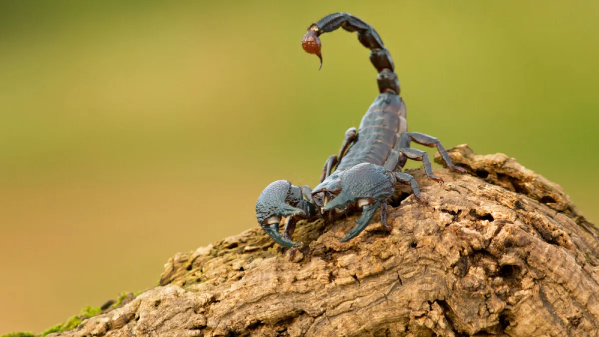 Το δηλητήριο του σκορπιού για θεραπεία της αρθρίτιδας και του καρκίνου του εγκεφάλου