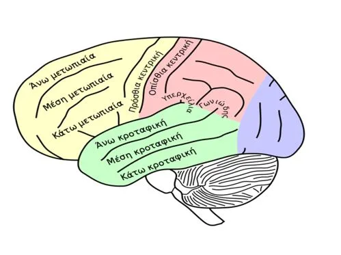 Το προφίλ εγκεφαλικής ενεργοποίησης των δυσλεξικών μπορεί να γίνει κανονικό μετά από επιτυχή διορθωτική παρέμβαση